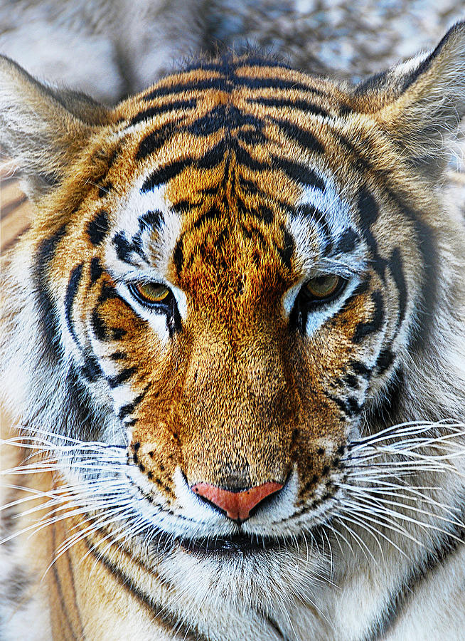 Tiger Portrait Digital Art by Dick Pratt