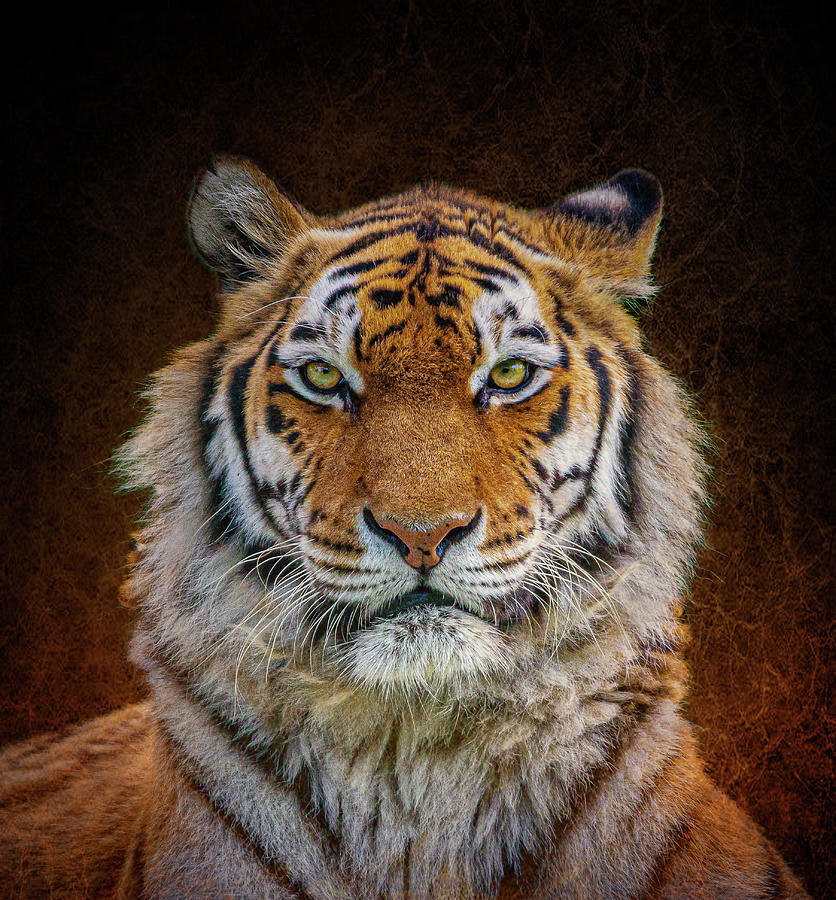 Tiger Portrait Photograph by Gary Cox | Fine Art America