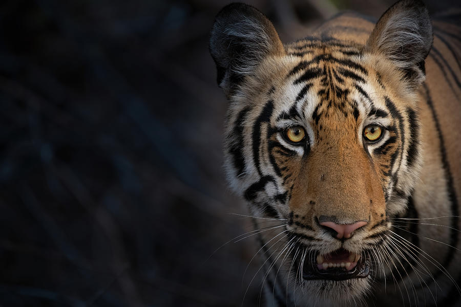 Tiger Portrait Photograph by Kiran Joshi