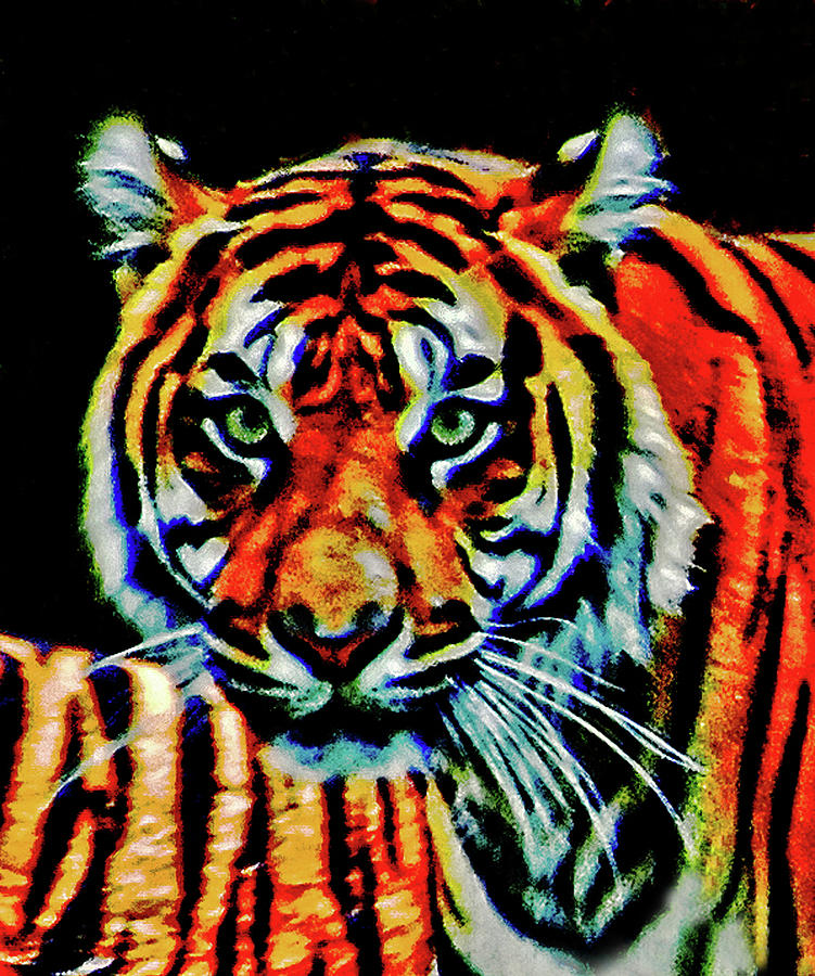 Tiger portrait, National Zoo. Washington, DC Photograph by Bill Jonscher
