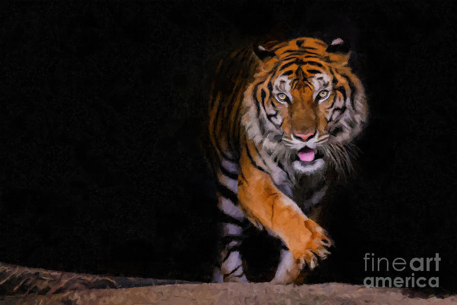 Tiger Portrait Of A Bengal Tiger In Thailand On Black Digital Art By 