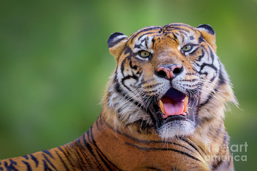 Tiger Portrait Photograph by Richard Smith