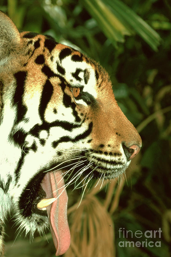 Tiger Portrait Photograph by Rudi Prott