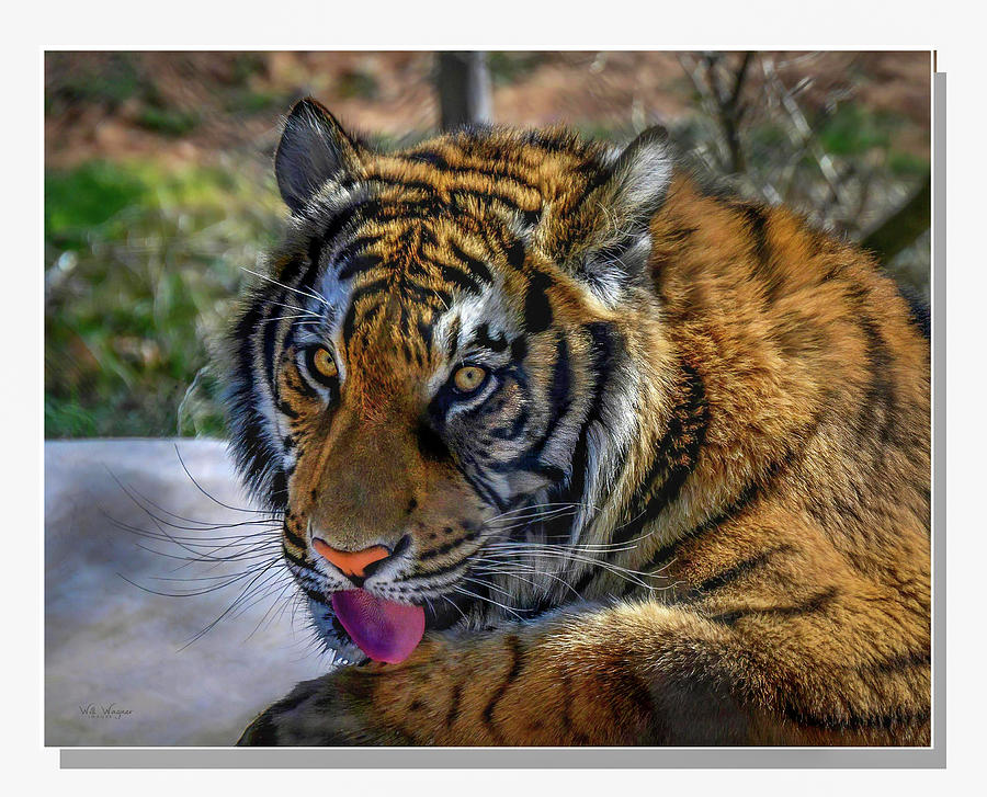 Tiger portrait Photograph by Will Wagner