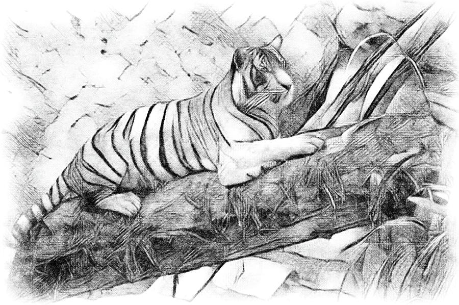 Tiger Posing Photograph by Debra Kewley