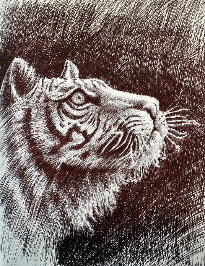 Tiger Profile Drawing by Rick Hansen