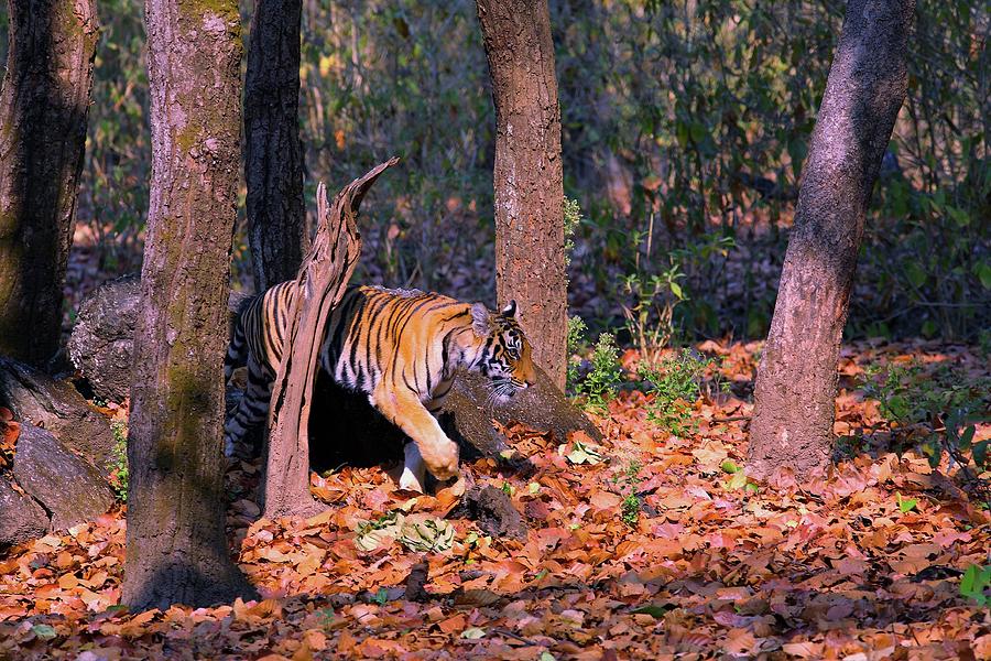 Tiger prowling in the forest Digital Art by Gemini Patel - Pixels