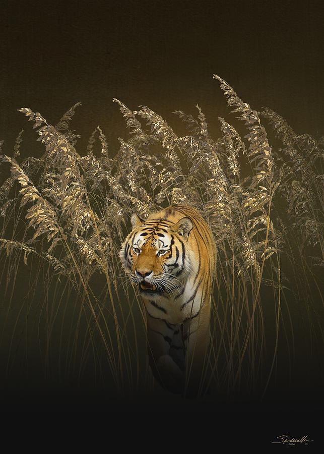Tiger Prowling Digital Art by M Spadecaller