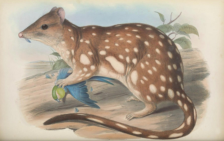 Tiger Quoll Drawing by John Gould