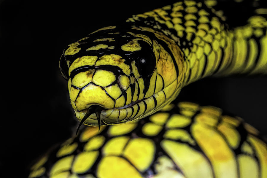 Tiger Ratsnake Photograph by Don Champlin - Fine Art America