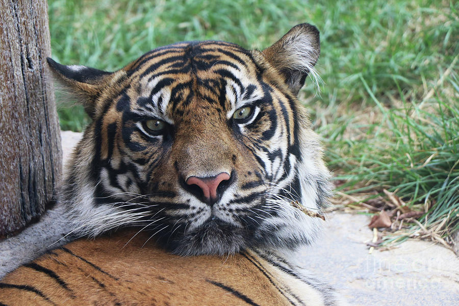 Tiger resting Photograph by Dwight Cook | Fine Art America