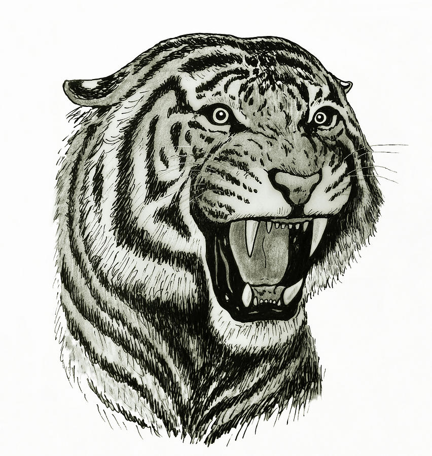roaring tiger outline