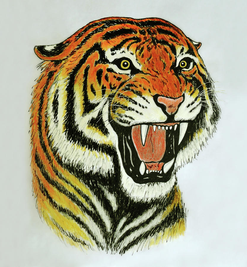 roaring tiger head drawing