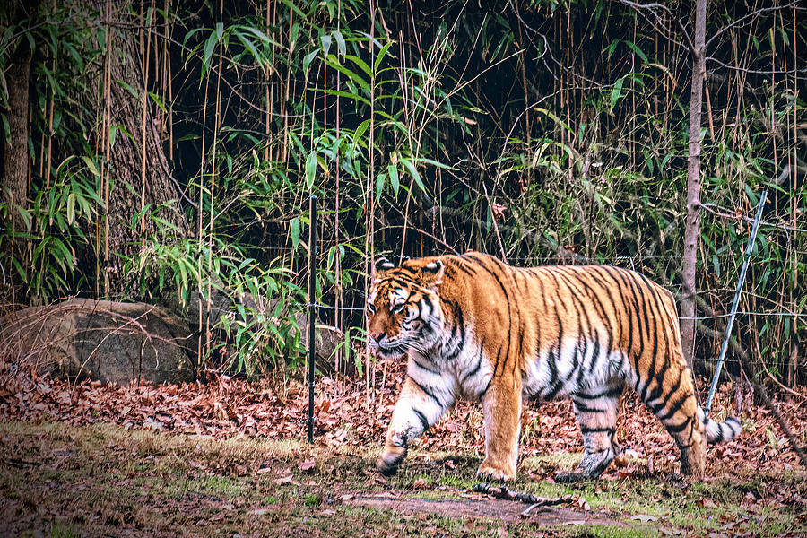 Tiger Photograph by Sandi Kroll