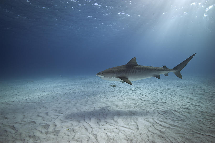 Tiger Shark Photograph by Alastair Pollock Photography
