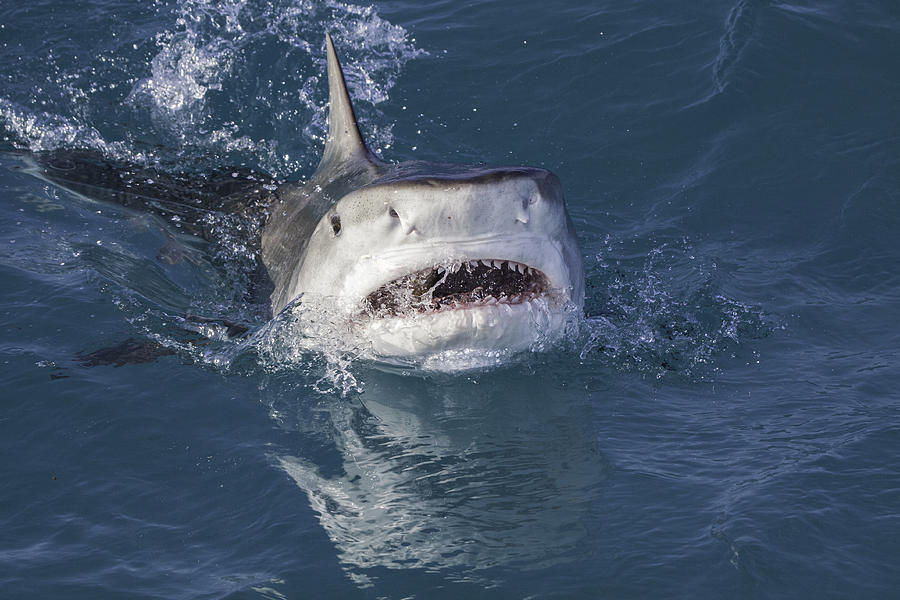 Tiger Shark attack at the surface with mouth open Photograph by Gregory Sweeney Tiger Shark attack at the surface with mouth open Photograph by Gregory Sweeney