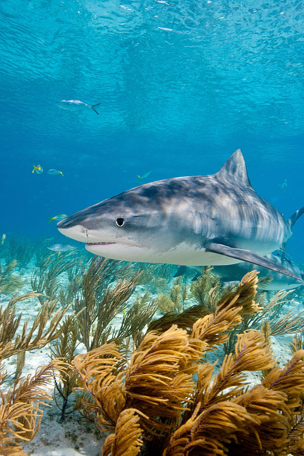 Tiger shark on the prowl Photograph by Image Source
