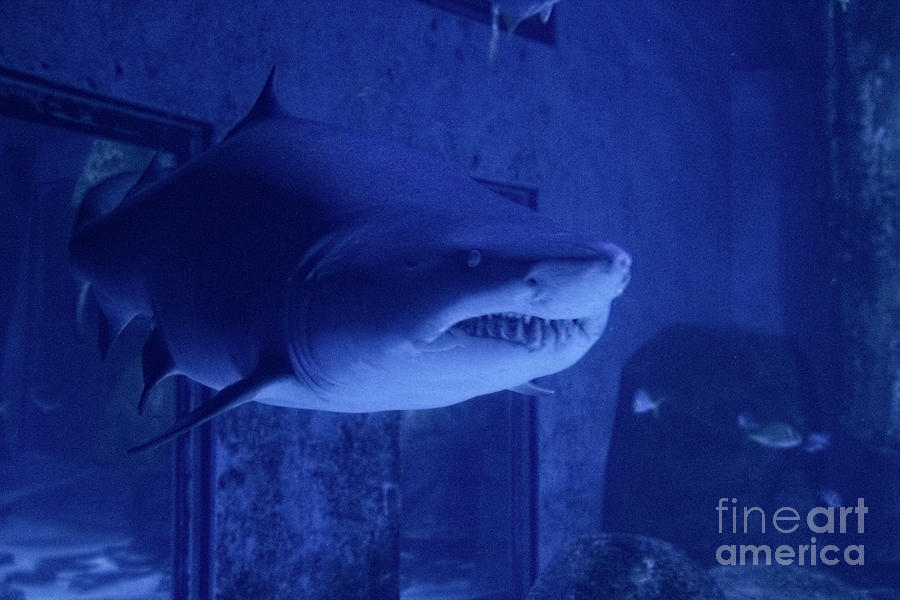 Tiger Shark - Study I by Doc Braham Tiger Shark - Study I by Doc Braham