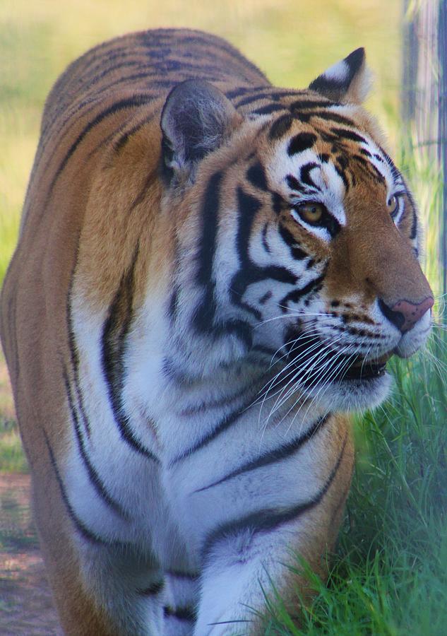 Tiger Side Photograph by Brittney Powers - Fine Art America