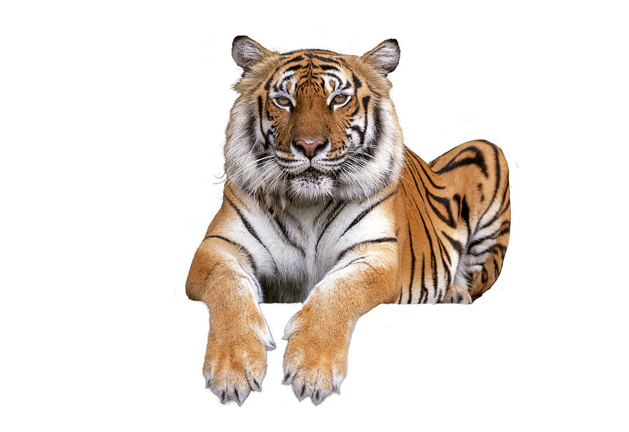 Tiger sit on isolated background Photograph by Anek Suwannaphoom - Fine Art  America