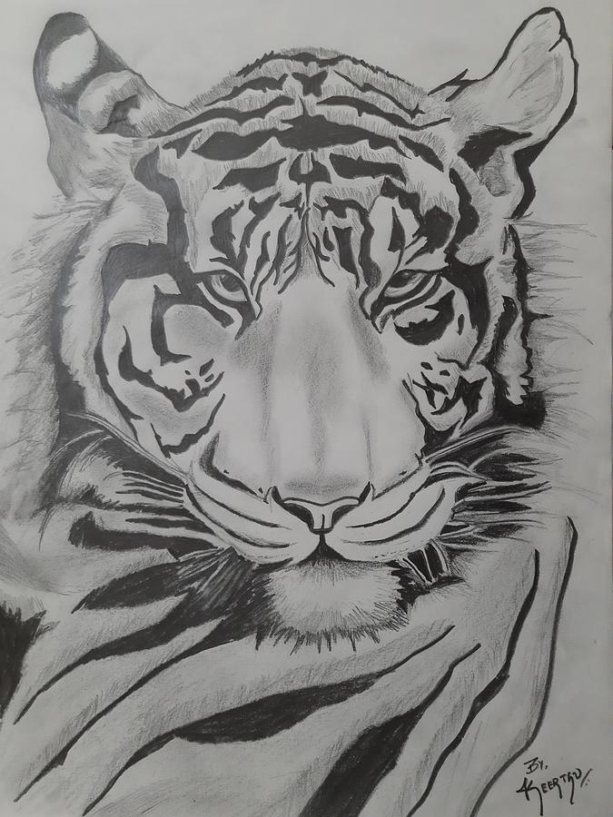 Tiger, Charcoal pencil