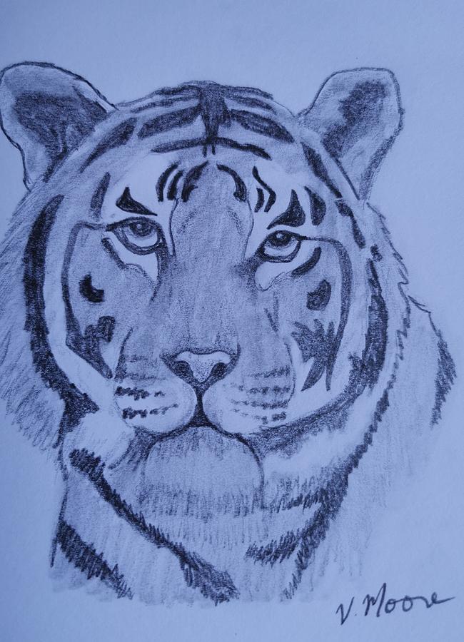 Tiger Sketch Drawing
