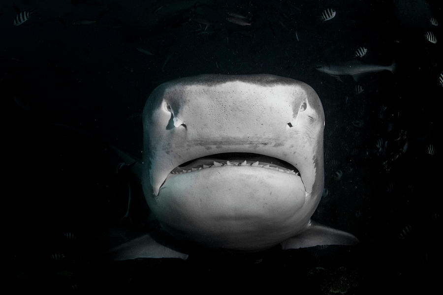 Sharks Photograph - Tiger Smile by Simon Lorenz