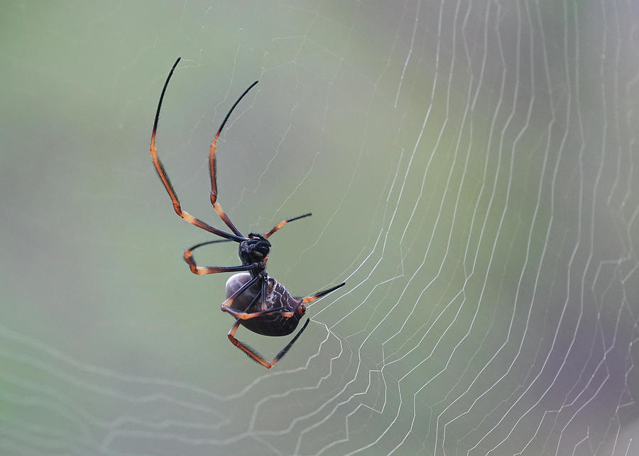 Tiger Spider Weaving her Web Photograph by Maryse Jansen