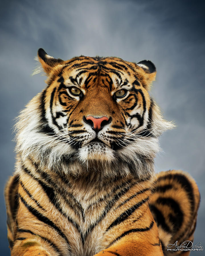 Tiger Stare Photograph by Andrew Dickman