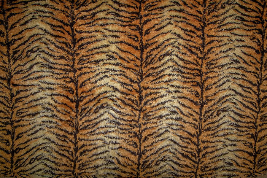 Tiger stripes big cat fur pattern animal print  Photograph by Tom Conway