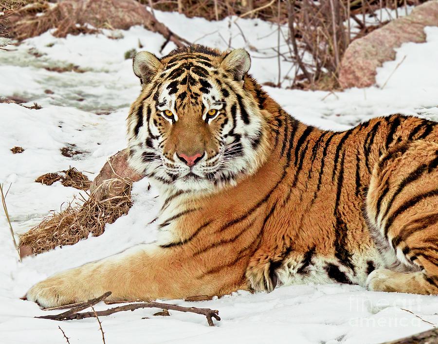 Tiger Stripes in Snow Photograph by Linda Carol Case - Fine Art America