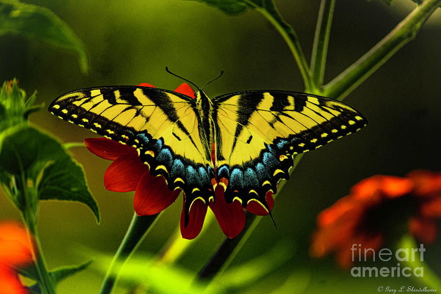 Tiger Swallow Tail On Mexican Sunflower Photograph