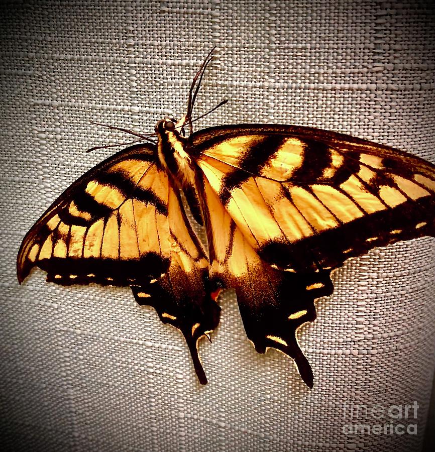 Tiger Swallowtail 1 Photograph by J Hale Turner