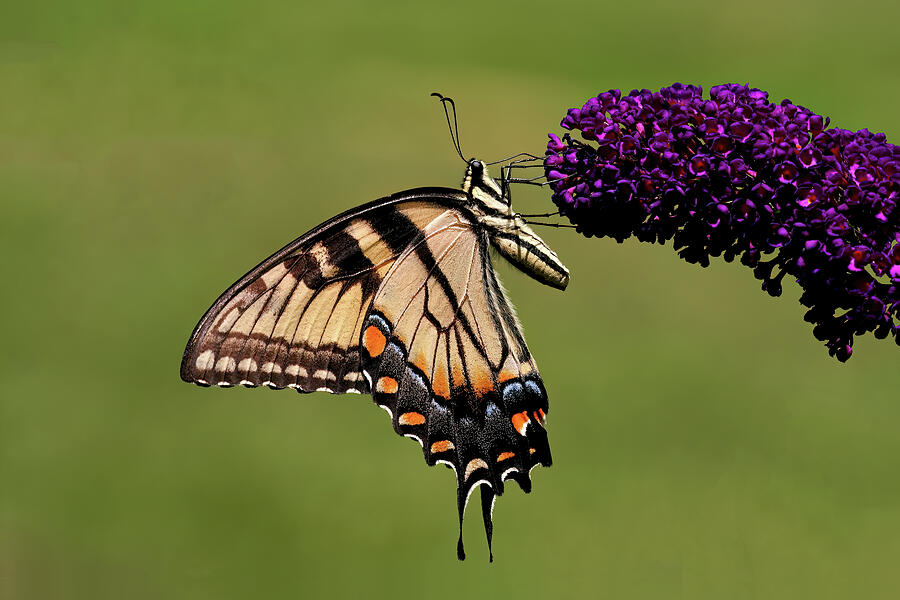 Tiger Swallowtail Afternoon Digital Art by Jerry Dalrymple Tiger Swallowtail Afternoon Digital Art by Jerry Dalrymple