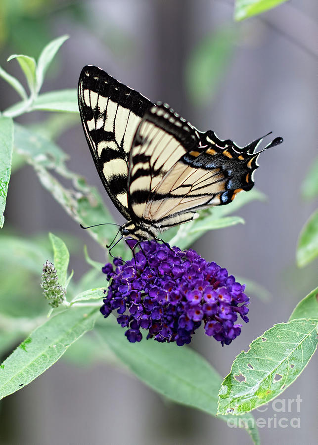 Tiger Swallowtail Alight on Butterfly Bush Photograph by Barbara McMahon