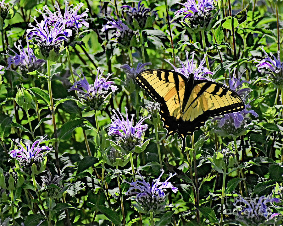 Tiger Swallowtail And Bee Balm Photograph by Kathy M Krause