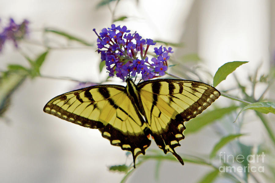 Tiger Swallowtail Photograph by Butch Lombardi