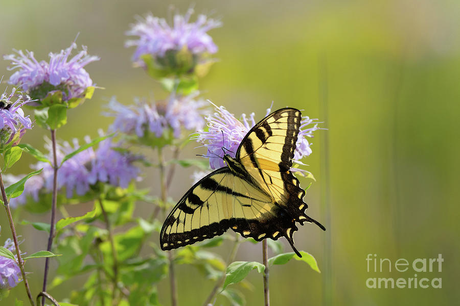 Tiger Swallowtail - Butterflies Photograph by Rehna George