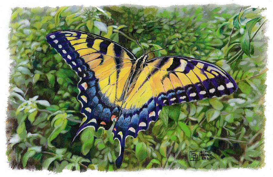 Still Life Drawing - Tiger Swallowtail Butterfly by Bong Perez
