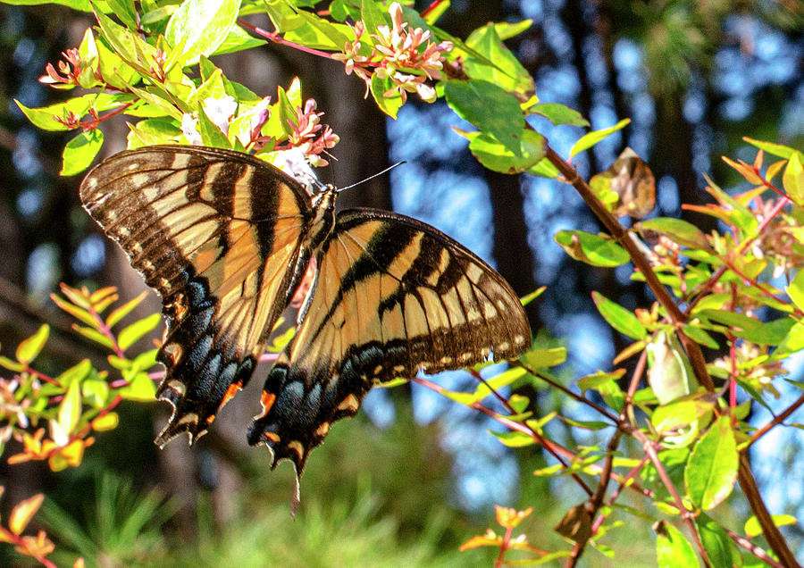 Tiger Swallowtail Butterfly Photograph by Debra Kewley