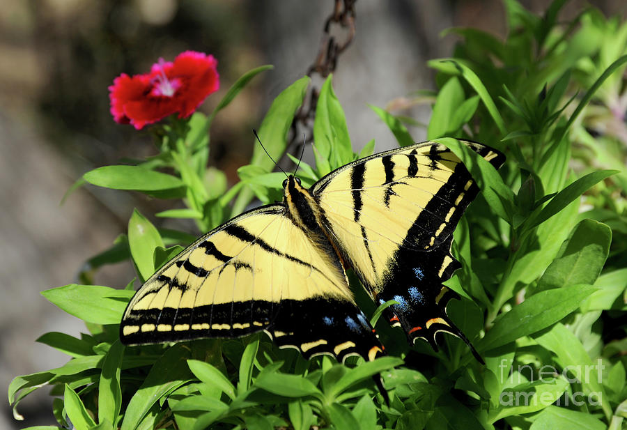 Tiger Swallowtail butterfly drying its wings in the sun. Photograph by Gunther Allen