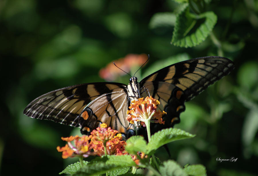 Tiger Swallowtail Butterfly II Photograph