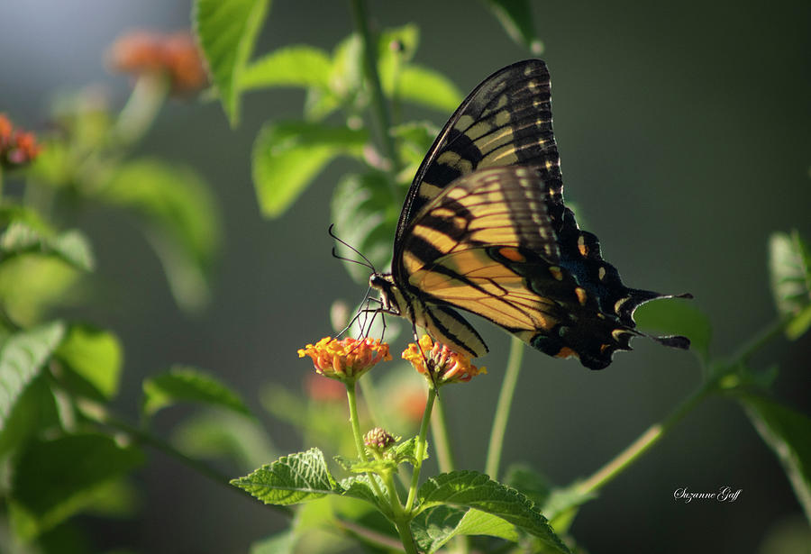Tiger Swallowtail Butterfly III Photograph by Suzanne Gaff