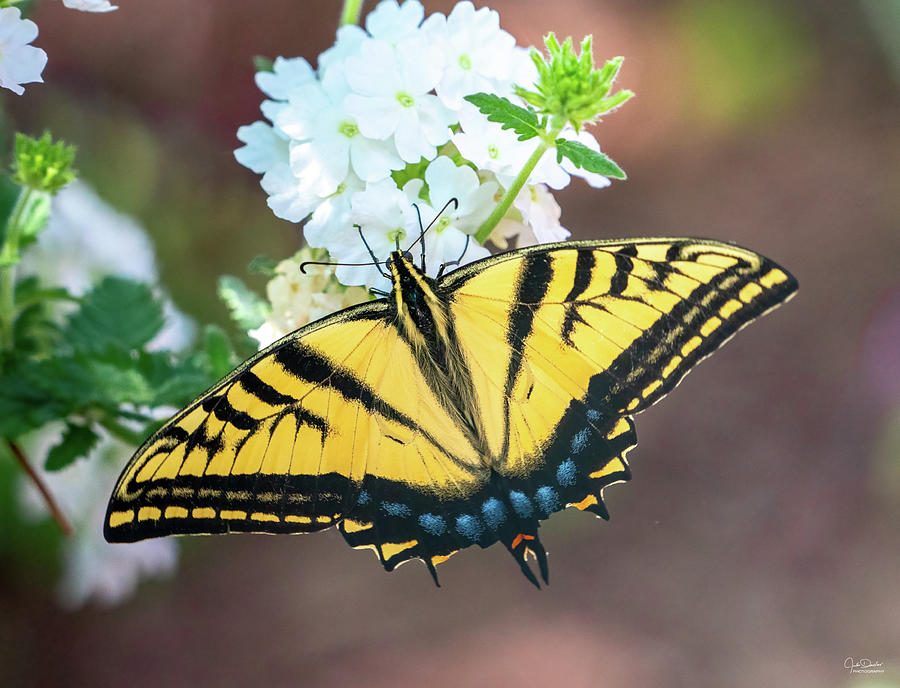Tiger Swallowtail Butterfly Photograph by Judi Dressler