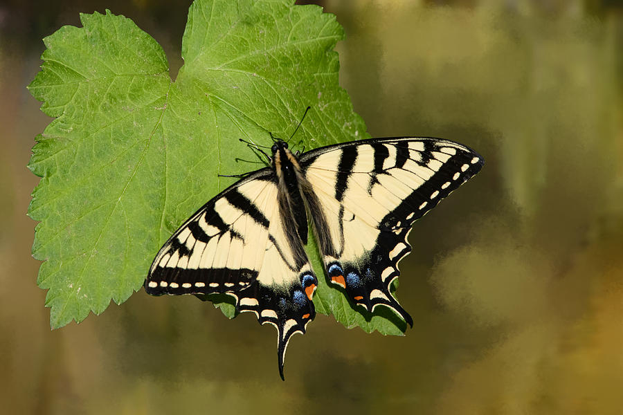 Tiger Swallowtail Butterfly Male Photograph by Marlin and Laura Hum