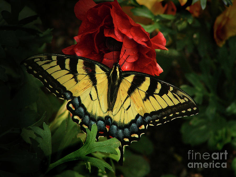 Tiger Swallowtail Butterfly Photograph by Marilyn Smith