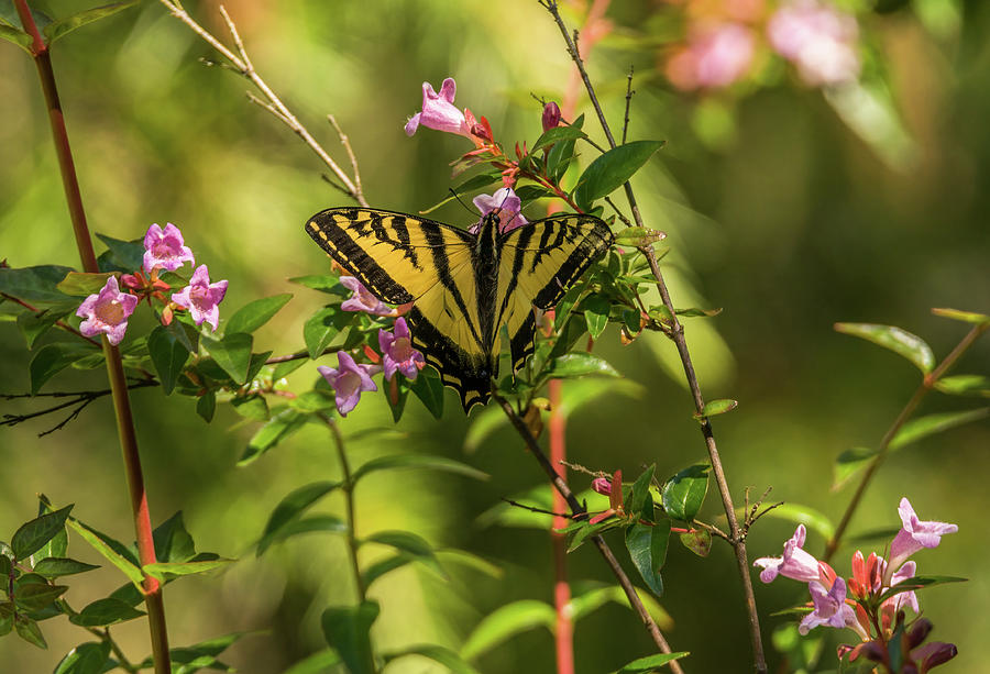 Butterfly Photograph - Tiger Swallowtail Butterfly by Marv Vandehey