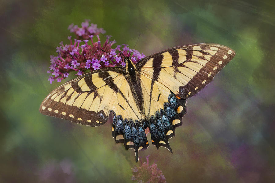 Tiger Swallowtail Butterfly on a Purple Flower Photograph by Catherine Avilez