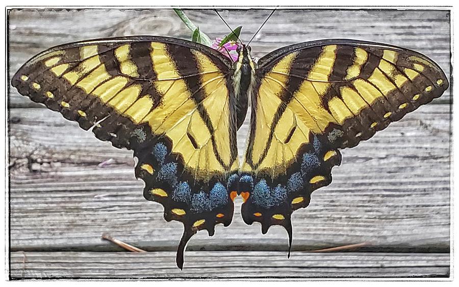 Tiger Swallowtail Butterfly on Deck Photograph by Jim Moore