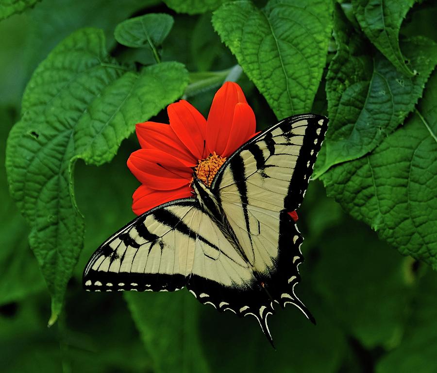 Tiger Swallowtail Butterfly on flower Photograph by Ronda Ryan